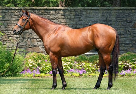 Corniche at Ashford Stud