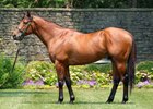 Corniche at Ashford Stud

