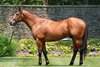 Corniche at Ashford Stud
