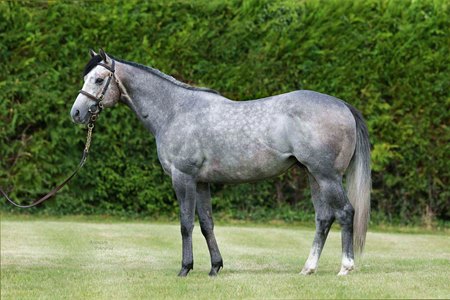 The Tattersalls Online December Sale includes a breeding right to Havana Grey