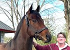 Dr. Padraig "Paddy" O'Casaigh with Early Voting at Taylor Made Stallions
