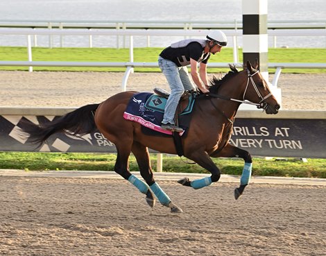 Senor Buscador Breezes Ahead of Saudi Cup - BloodHorse