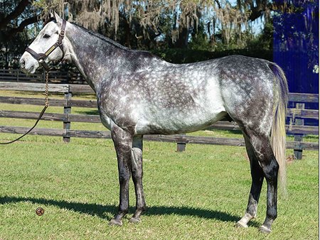 Roadster at Ocala Stud