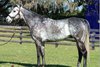 Roadster at Ocala Stud