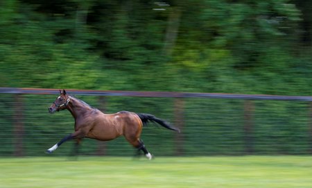 Frankel gallops in his paddock at Banstead Manor Stud near Newmarket