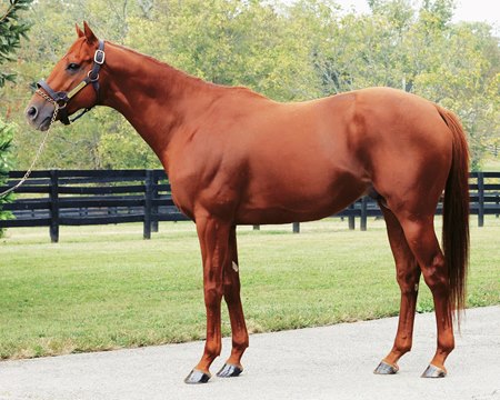 Sir Winston at Crestwood Farm in 2024