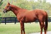 Sir Winston at Crestwood Farm