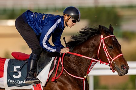 Forever Young trains Feb. 20 at King Abdulaziz Racecourse