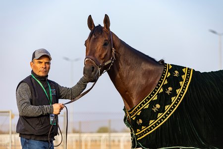 In the Dubai World Cup, Senor Buscador will try for a second straight win in the Middle East