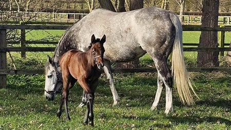 The Dubawi filly out of six-time group 1 winner Alpinista at Lanwades Stud