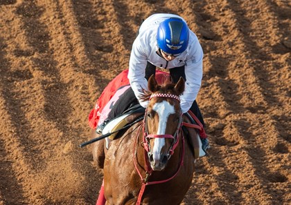 Erika Rasmussen Jasper Krone - Horse Profile - BloodHorse