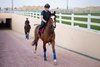 The Gosden&#39;s, Orne entered in the Al Rayyan Mile on Saturday
Al Rayyan racecourse, Doha 14.2.24
Pic: Edward Whitaker