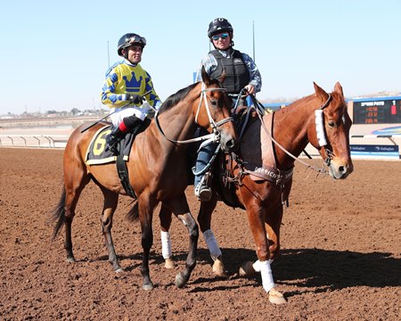 A multiple stakes winner in New Mexico, Flying Connection has run well against now-retired Adare Manor