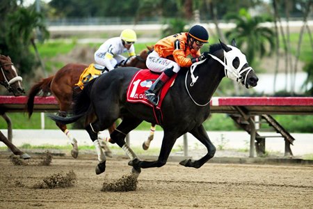 El Catolico wins the Clasico Jorge Washington Stakes at Camarero Race Track in Puerto Rico