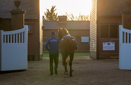 A horse walks to its stall at the 2024 Tattersalls February Sale