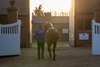 Tattersalls February Sale
2024-02-01