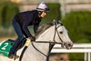 White Abarrio, pictured training in Saudi Arabia Feb. 21, worked a half-mile April 27 on the training track at Belmont Park