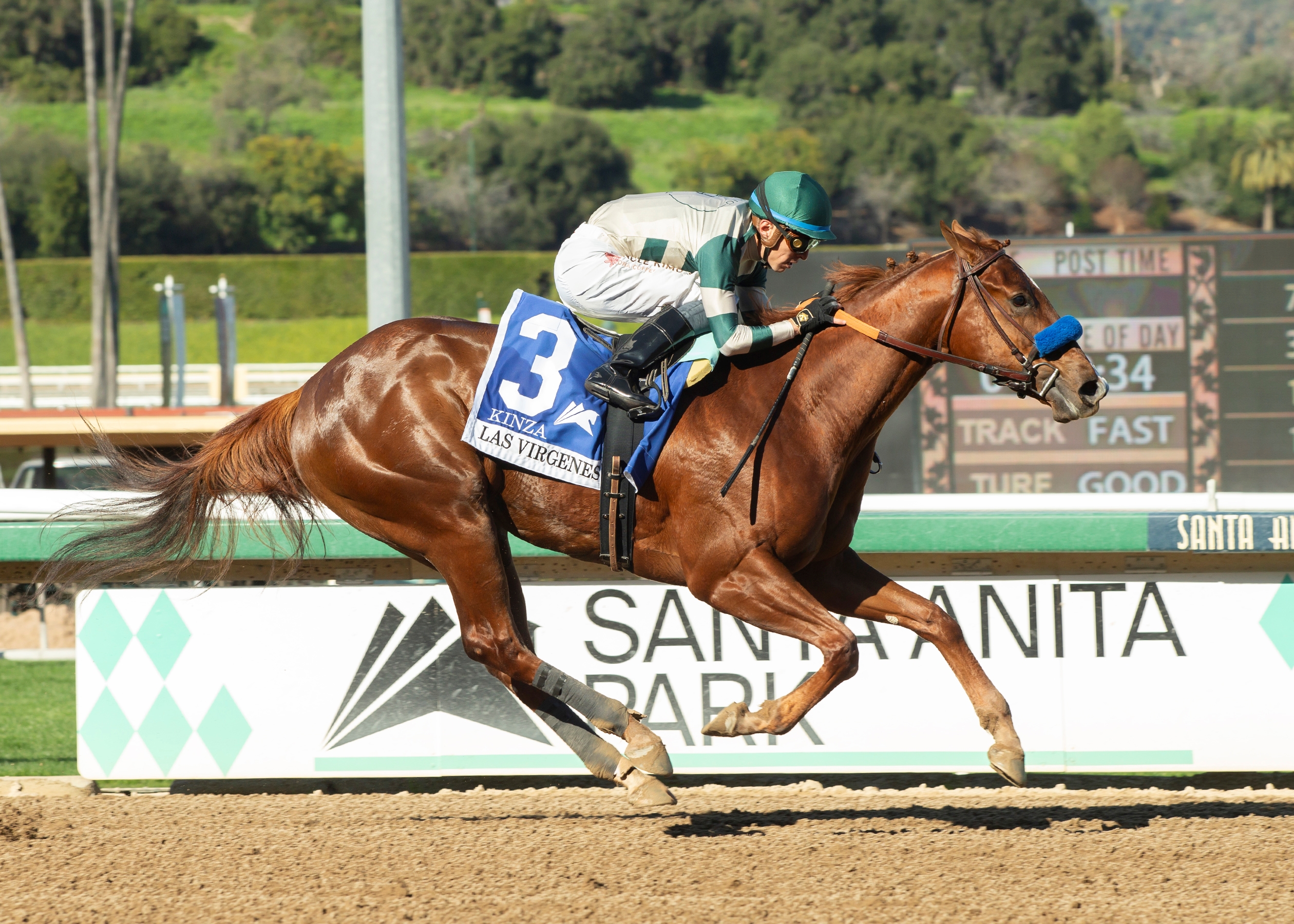 Kinza - Horse Profile - BloodHorse