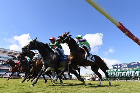 Turf racing at Gulfstream Park