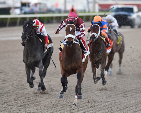 Hades upsets Fierceness in the Holy Bull Stakes at Gulfstream Park