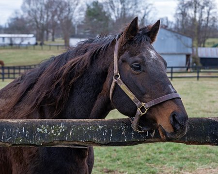 Touch Gold at age 30 at Old Friends