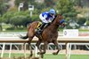 Baoma Corp.’s Nysos and jockey Flavien Prat win the G3 $200,000 Robert B. Lewis Stakes Saturday, February 3, 2024 at Santa Anita Park, Arcadia, CA.
Benoit Photo