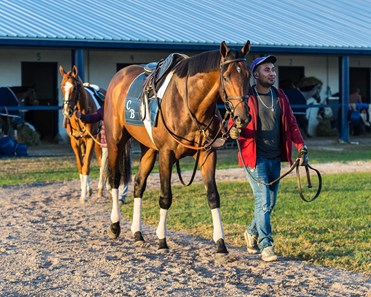 Sierra Leone - Horse Profile - BloodHorse