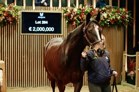 Sibila Spain sells for €2,000,000 in foal to Dubawi at Arqana's Vente d'Elevage in December
