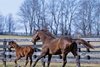 Heavenly Love with her 2024 foal, a filly by Gun Runner and a full sibling to Sierra Leone, at Fawn Leap Farm near Midway, Ky. Owned by Debby Oxley, Heavenly Love is going back to Nyquist.



