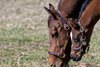 Heavenly Love with her 2024 foal, a filly by Gun Runner and a full sibling to Sierra Leone, at Fawn Leap Farm near Midway, Ky. Owned by Debby Oxley, Heavenly Love is going back to Nyquist.



