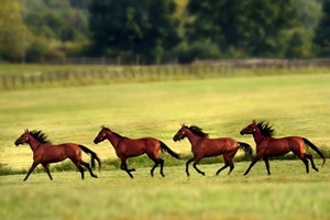 Horses run the fields at Blue Chip Farm, a leading Standardbred boarding and breeding facility, in Wallkil, N.Y.