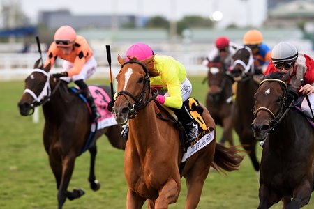 Chili Flag wins the Honey Fox Stakes at Gulfstream Park