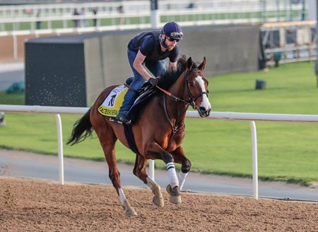 Facteur Cheval trains on the dirt ahead of his victory in the Dubai Turf at Meydan