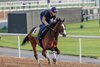 Facteur Cheval, Trackwork, Dubai World Cup 2024, Meydan Racetrack March 28, 2024