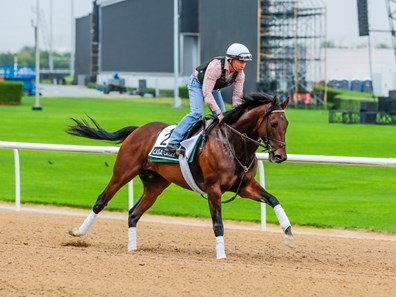 Casa Creed - Horse Profile - BloodHorse