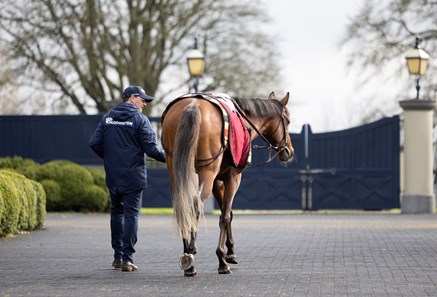 City of Troy - Horse Profile - BloodHorse