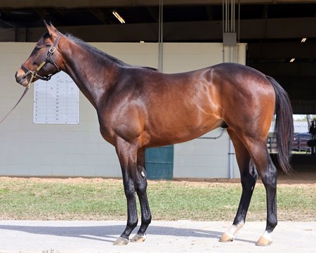 The Bernardini colt consigned as Hip 706 in the OBS March Sale 