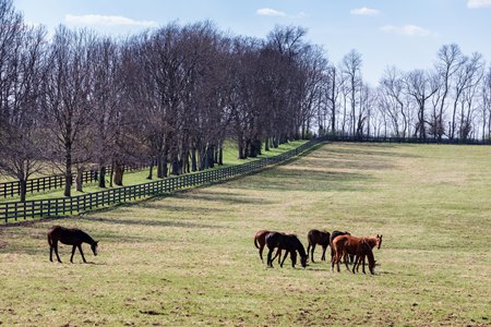 Resolute Farm