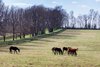 March 13, 2024, Resolute Farm, Midway, KY

John Stewart and Resolute Farm

Mares in a paddock at Resolute Farm