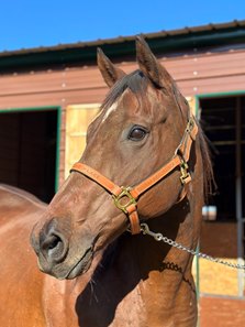 Love Locket at Our Mims Retirement Haven