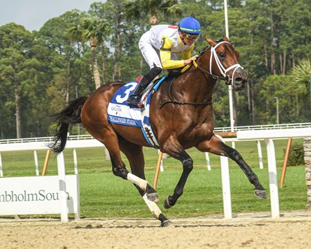 In the Oaklawn Handicap, frequent runner Skippylongstocking will try to become the first older male this season to win two graded stakes contested on the dirt at a route distance