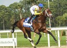 In the Oaklawn Handicap, frequent runner Skippylongstocking will try to become the first older male this season to win two graded stakes contested on the dirt at a route distance