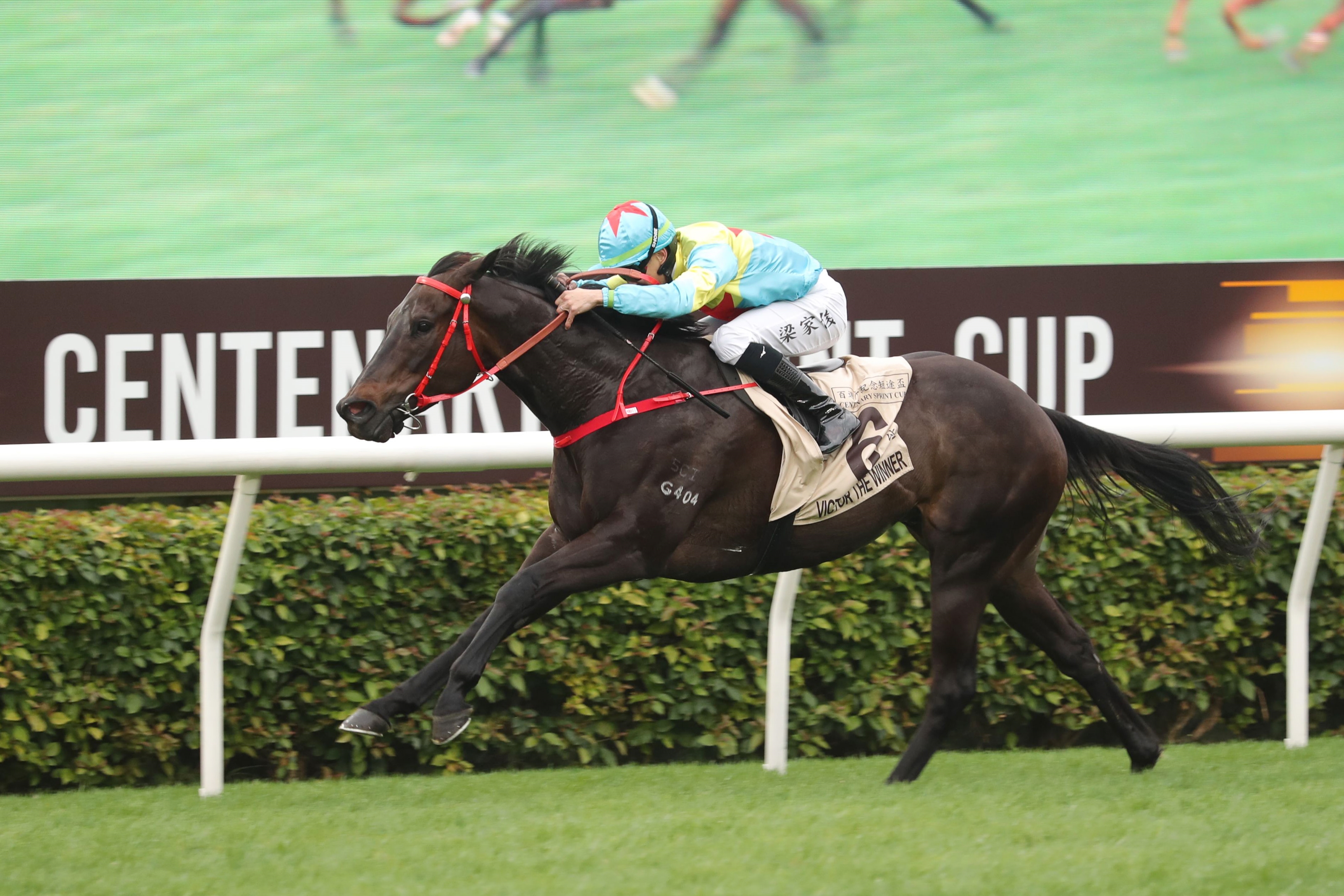 Victor the Winner Set for Takamatsunomiya Kinen - BloodHorse