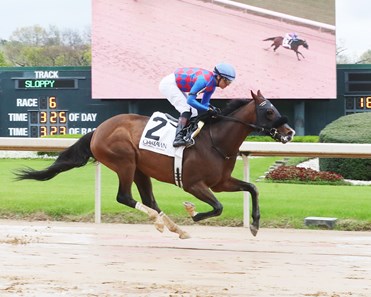 This Is Uscar - Horse Profile - BloodHorse