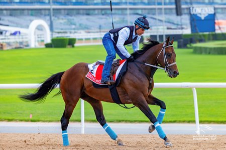 Senor Buscador trains in March 2024 at Meydan Racecourse