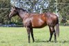 Inglis Digital 2024 March (Late) Online Sale, Lot 396
Piccadillies