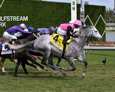 Starting Over rallies to victory in the Mac Diarmida Stakes at Gulfstream Park