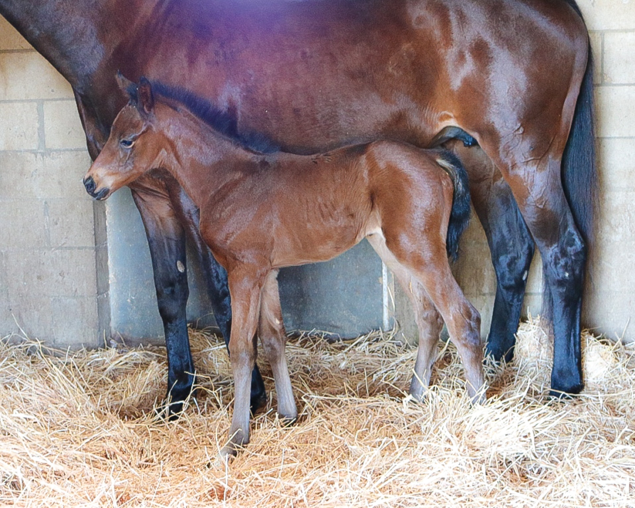 Tizamagician - Horse Profile - BloodHorse