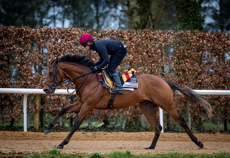 City of Troy Preps for American Racing as Classic Looms - BloodHorse