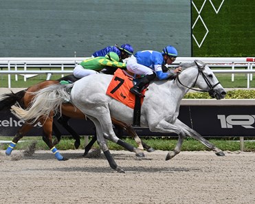 Sesame Seed Bagel - Horse Profile - BloodHorse